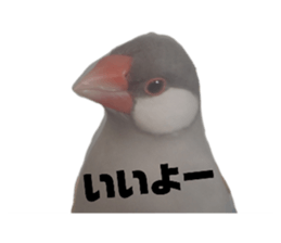 493110693