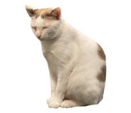 493171950