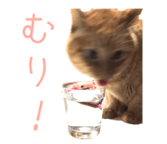 493193855