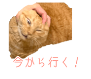 493193861