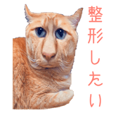 493193864