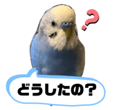 493303249