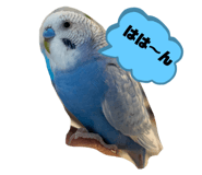 493303254