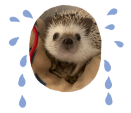 493314218