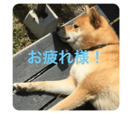 493356779