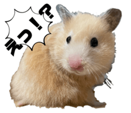 493369065
