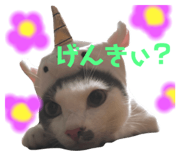 493388565
