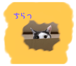 493388568