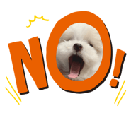 493430521