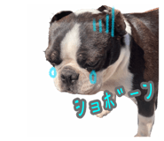 493513919