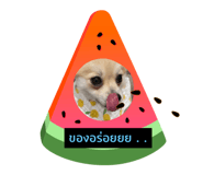 493546184