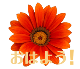 493570775