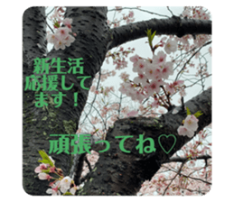 493570804