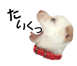 493607310