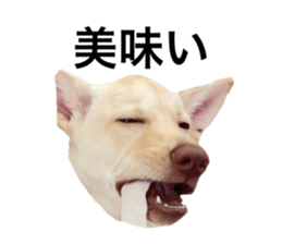 493607317