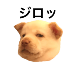 493607322