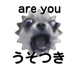 493732703