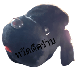 494049616