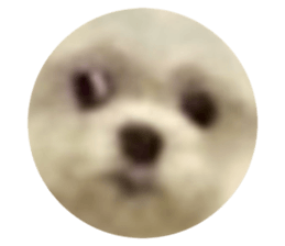 494073813