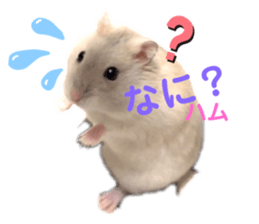494081319