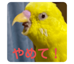 494082680