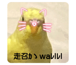 494082681