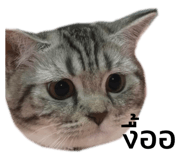 494091781
