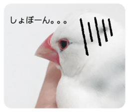 494342337