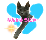 494437607
