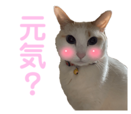 494627529