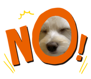 494634957