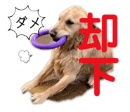 494655041