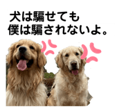 494655043