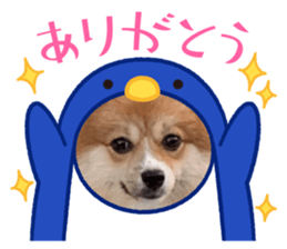 494909313