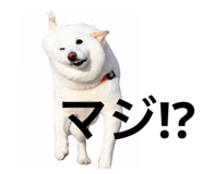 494910833
