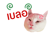 494941061