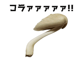 495234290