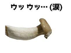 495234292