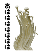 495234294