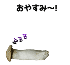 495234301