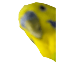 495718657