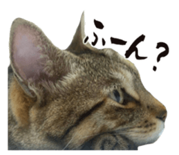 496115532