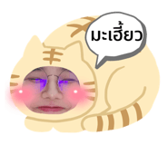 496273337