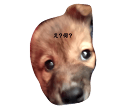 496395082