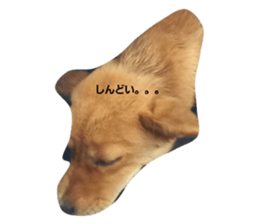 496395083