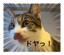 496486384