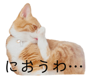 496486787