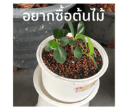 496531152