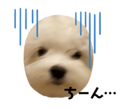 496649927