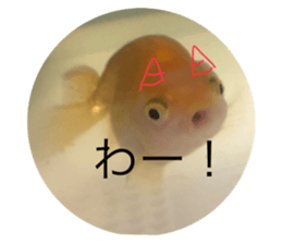 496778945